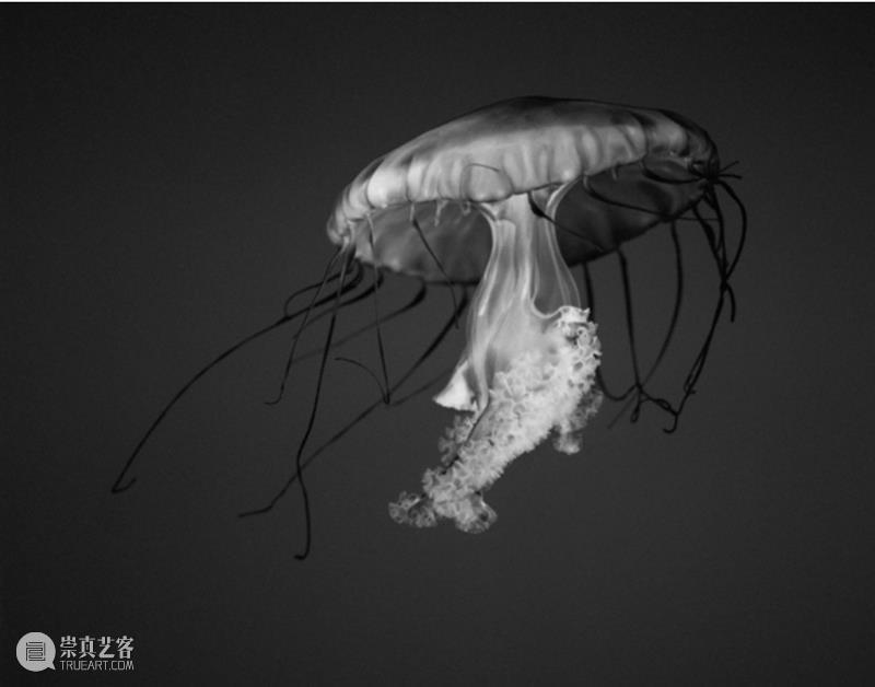 克里斯托弗·威廉姆斯(Christopher Williams)| 卓纳艺术家简介 卓纳画廊DavidZwirner 崇真艺客